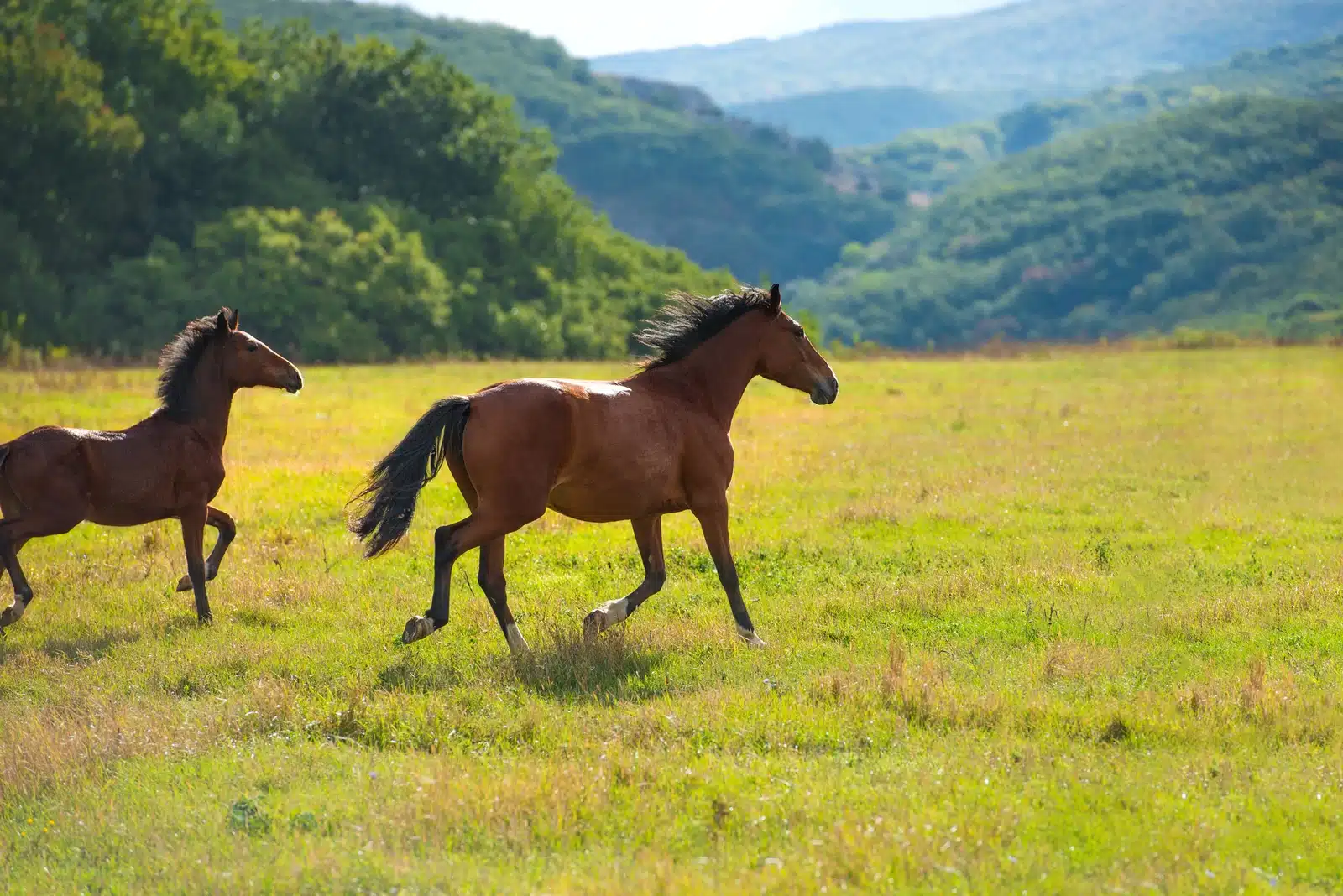 What Is An Accredited Investor? Two horses running through a green field in front of rolling mountains.